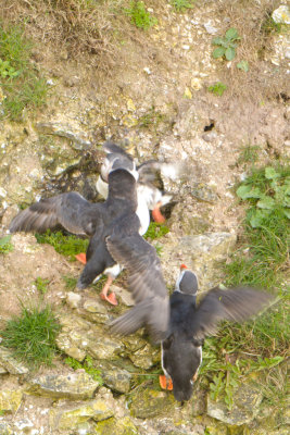 Puffins fighting over nest burrow