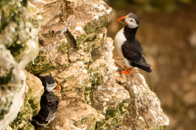 Puffins