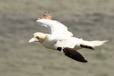 Gannet in flight