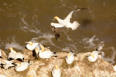 Gannets nesting