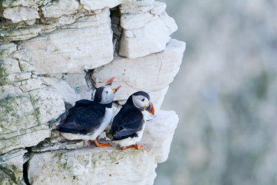 Puffins