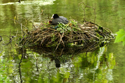 coot on nest