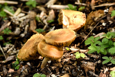 Mushroons