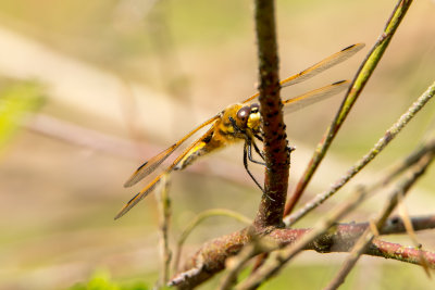 four spotted chaser