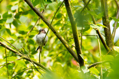 long tailed tit young