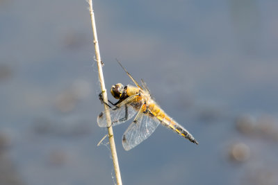 four spotted chaser