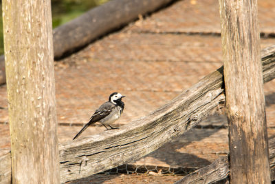 pied wagtail