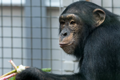 chimpanzee