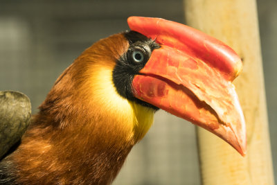 hornbill