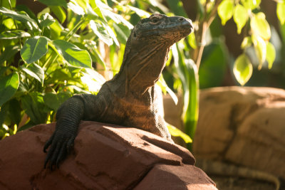 komodo dragon