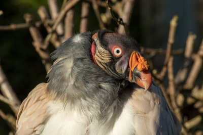king vulture
