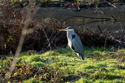 grey heron