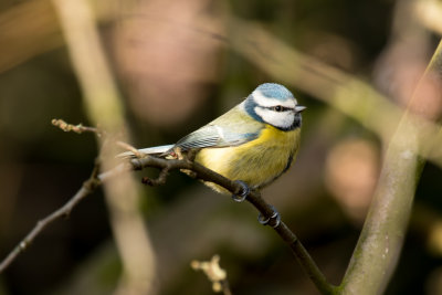 blue tit
