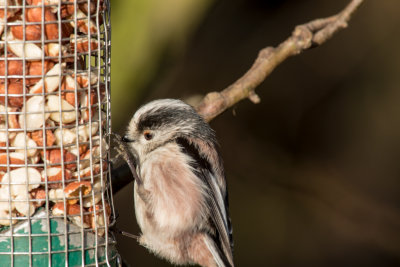 long tailed tit
