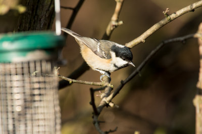 coal tit