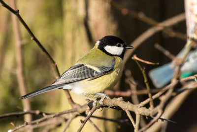 great tit