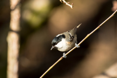 coal tit