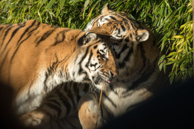 amur tigers