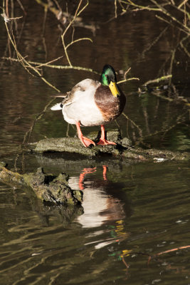 mallard