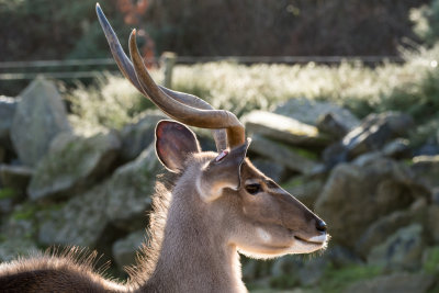 kudu