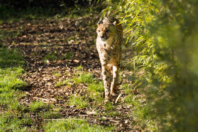 cheetah