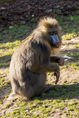 mandrill
