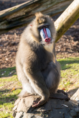 mandrill
