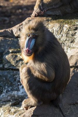 mandrill