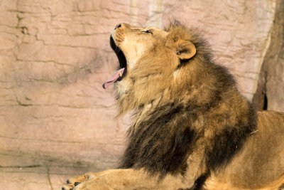 lion
