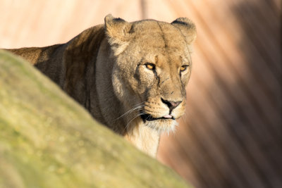 lioness