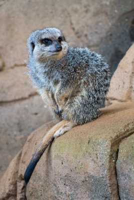 meerkat