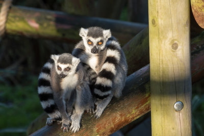 ring tailed lemur