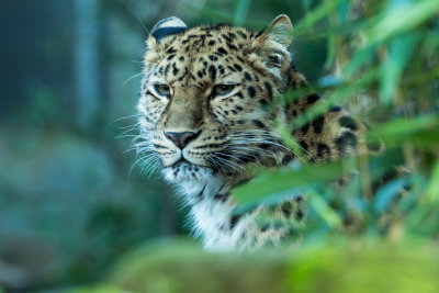 amur leopard