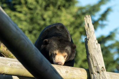 sun bear