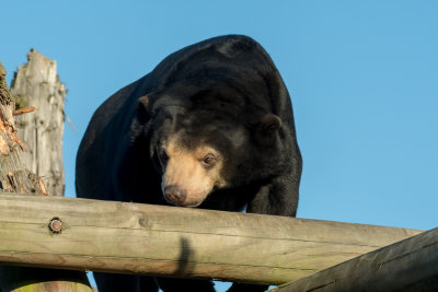 sun bear