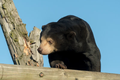 sun bear