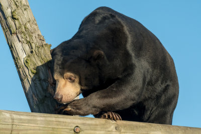 Colchester Zoo