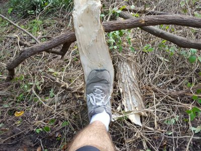 bigger_tree_toothbar.jpg