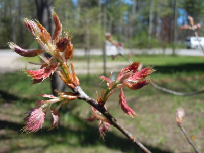 Oakbud.jpg