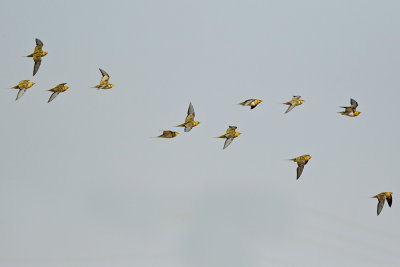 OGP_20130501_0177.jpg