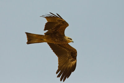 Black Kite