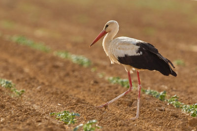 White Stork