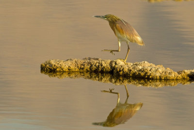 Squacco heron