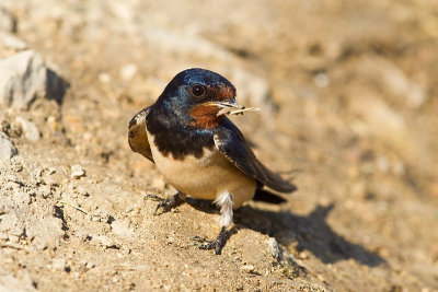 Barn Swallow