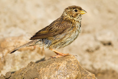 Corn  Bunting