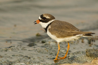 Great Ringed  Plover