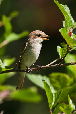 Songbirds-Shrikes