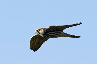 Harriers, Falcons and Sparrow Hawks