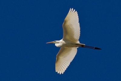 Egrets