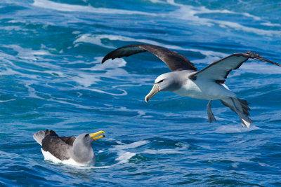 Salvin Albatross